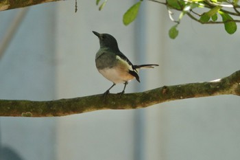 Oriental Magpie-Robin Taman Alam Kuala Selangor Sun, 3/5/2023