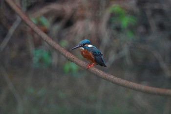 カワセミ クアラセランゴール自然公園 2023年3月6日(月)