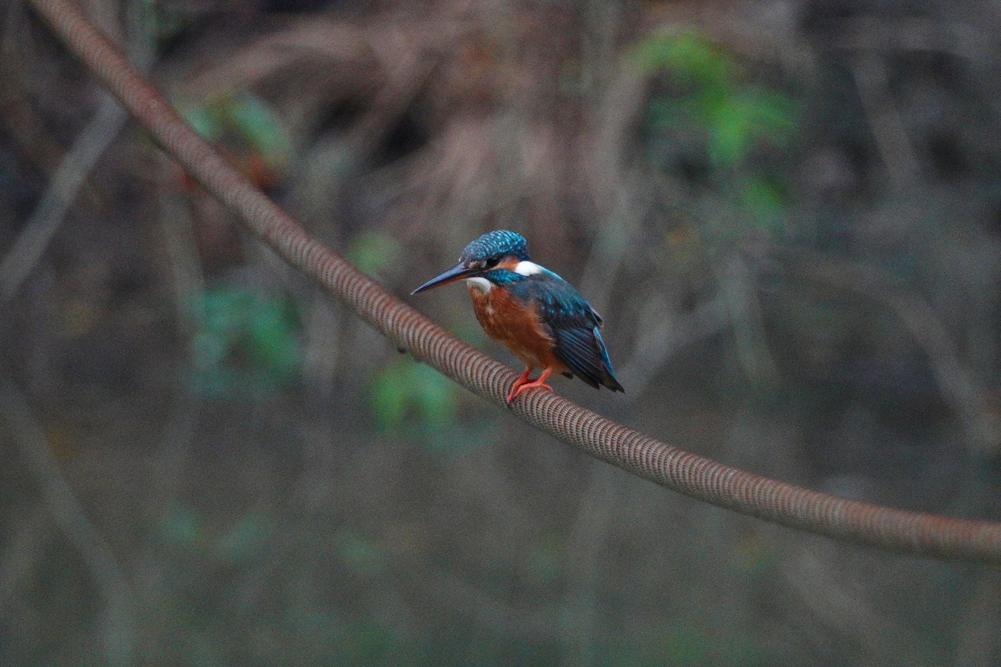 クアラセランゴール自然公園 カワセミの写真 by のどか