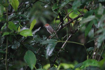 Ashy Tailorbird Taman Alam Kuala Selangor Mon, 3/6/2023