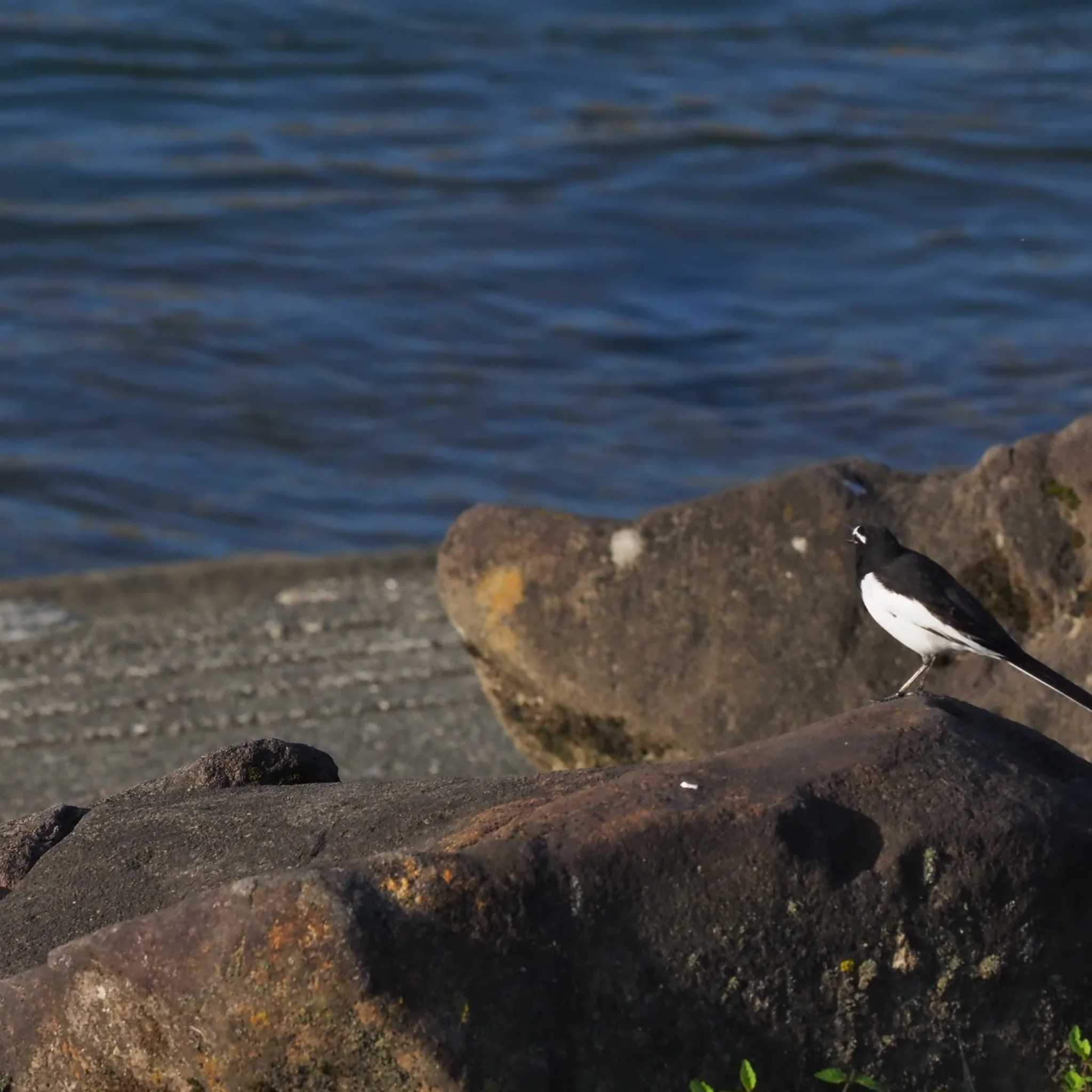 Photo of Japanese Wagtail at 多摩川 by zunox