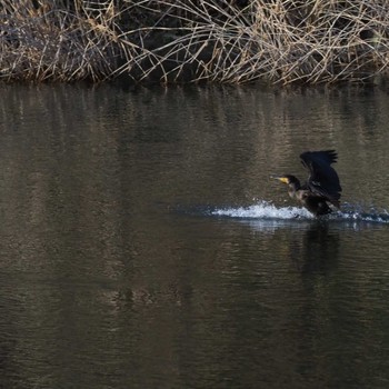 Great Cormorant 多摩川 Sat, 4/1/2023