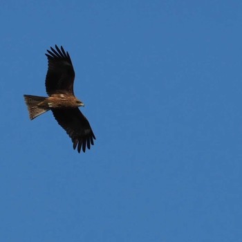 Black Kite 多摩川 Sat, 4/1/2023