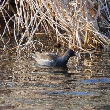 Common Moorhen 多摩川 Sat, 4/1/2023