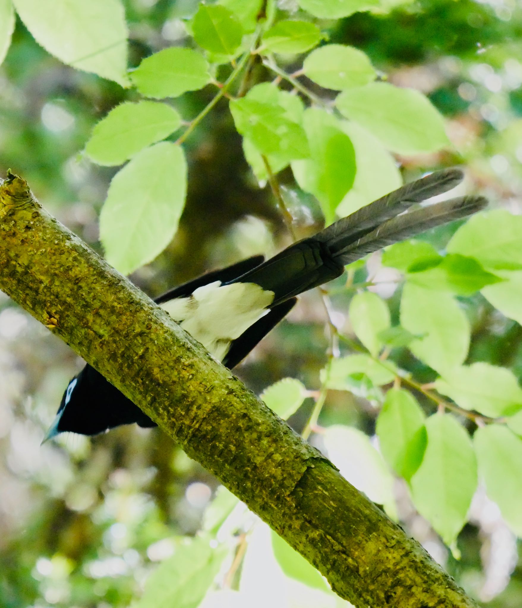 Photo of Black Paradise Flycatcher at 熊本県阿蘇市 by mitsuaki kuraoka