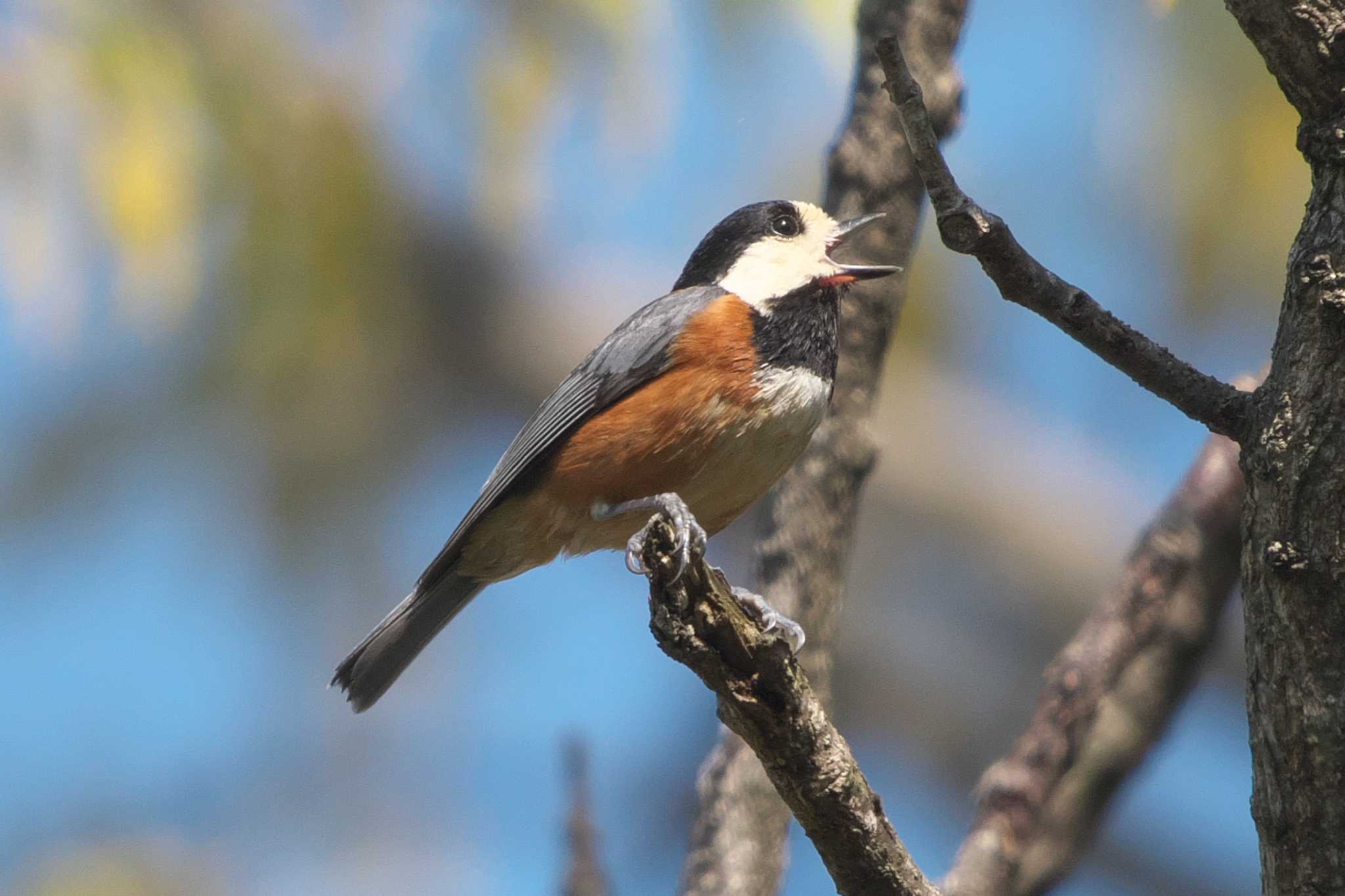 Varied Tit