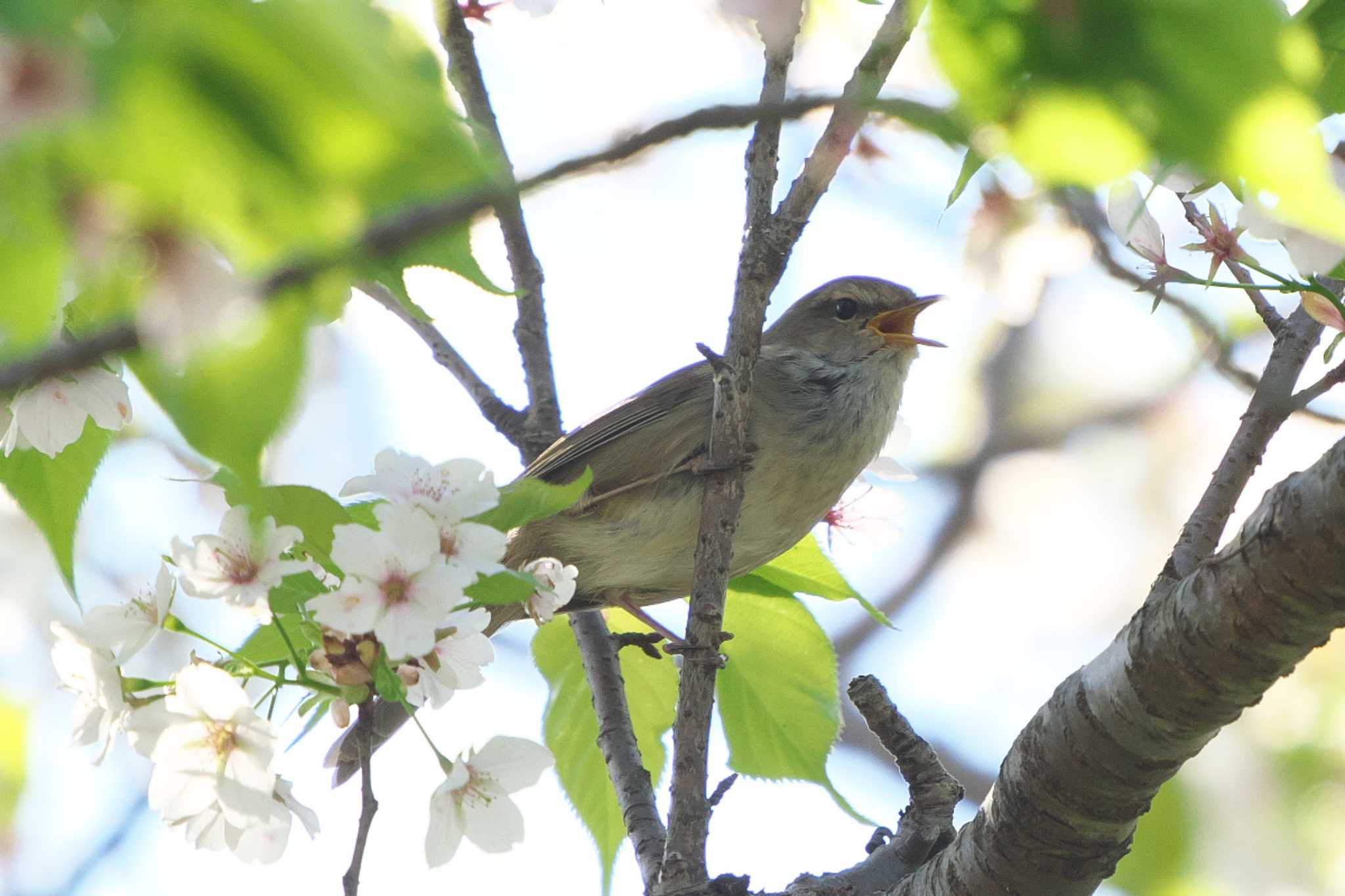 Photo of Japanese Bush Warbler at 横浜自然観察の森 by Y. Watanabe