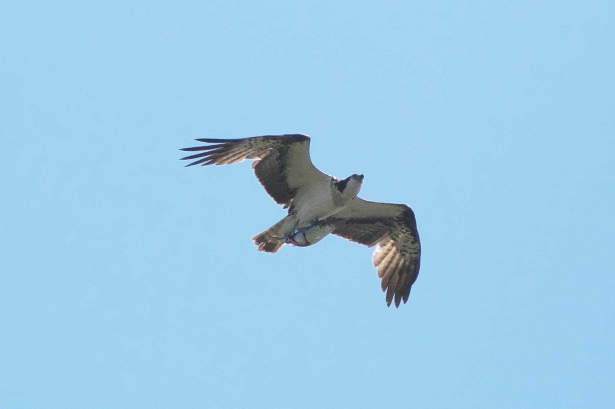 Osprey