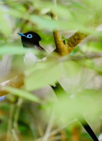 Black Paradise Flycatcher 熊本県阿蘇市 Sun, 5/20/2018