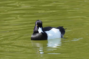 Tufted Duck 清澄庭園(清澄公園) Sat, 3/4/2023