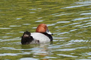 Common Pochard 清澄庭園(清澄公園) Sat, 3/4/2023