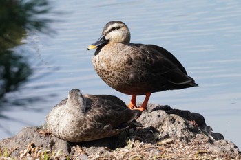 カルガモ 清澄庭園(清澄公園) 2023年3月4日(土)