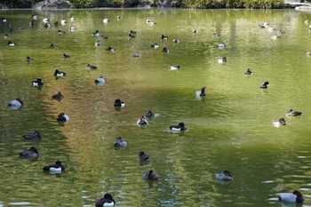 未同定 清澄庭園(清澄公園) 2023年3月4日(土)