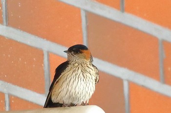 Red-rumped Swallow Unknown Spots Sun, 5/20/2018