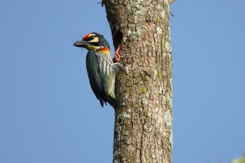 Coppersmith Barbet Taman Alam Kuala Selangor Sun, 3/5/2023