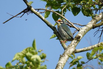 Coppersmith Barbet Taman Alam Kuala Selangor Sun, 3/5/2023