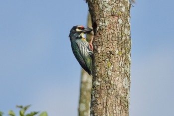 Coppersmith Barbet Taman Alam Kuala Selangor Sun, 3/5/2023