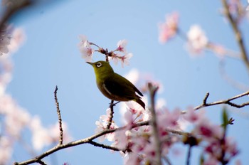 メジロ 大阪府岸和田市 蜻蛉池公園 2023年4月2日(日)