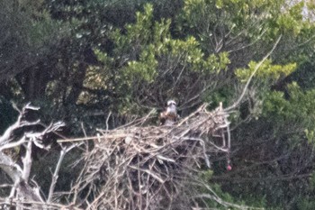 Sun, 4/2/2023 Birding report at 山口県