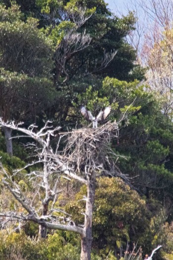 Osprey 山口県 Sun, 4/2/2023