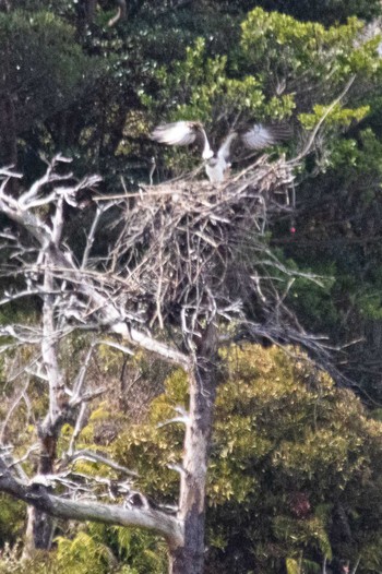 Osprey 山口県 Sun, 4/2/2023