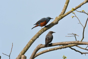 Blue Rock Thrush JR寺庄駅付近 Sun, 4/2/2023