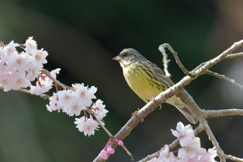 アオジ 滋賀県甲賀市甲南町創造の森 2023年4月2日(日)