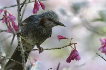 Brown-eared Bulbul 滋賀県甲賀市甲南町創造の森 Sun, 4/2/2023