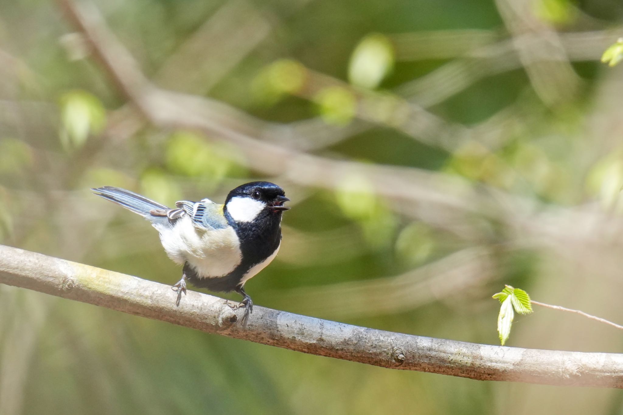 Japanese Tit