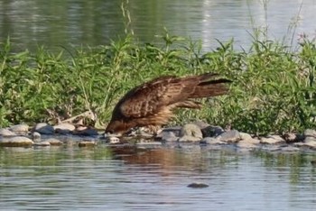 Black Kite 羽村市水上公園付近 Sun, 5/20/2018