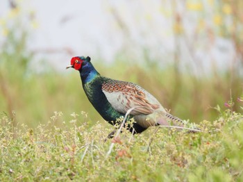 2023年4月2日(日) 手賀沼の野鳥観察記録