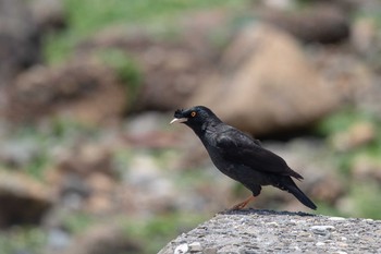 ハッカチョウ 魚住海岸 2018年5月15日(火)