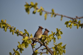 Japanese Waxwing 知多市 Sat, 4/1/2023