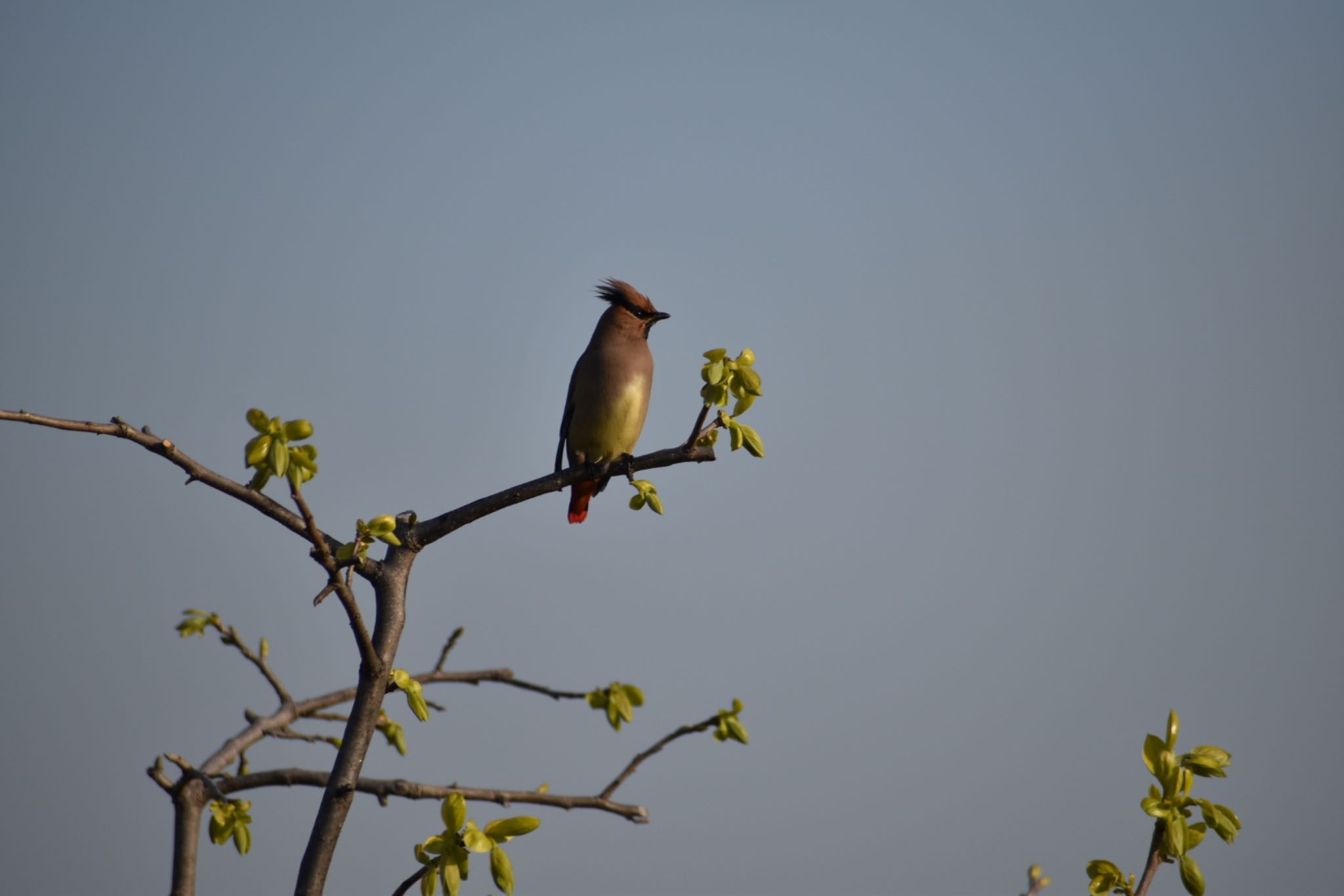 Photo of Japanese Waxwing at 知多市 by roro