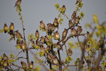 Japanese Waxwing 知多市 Sat, 4/1/2023