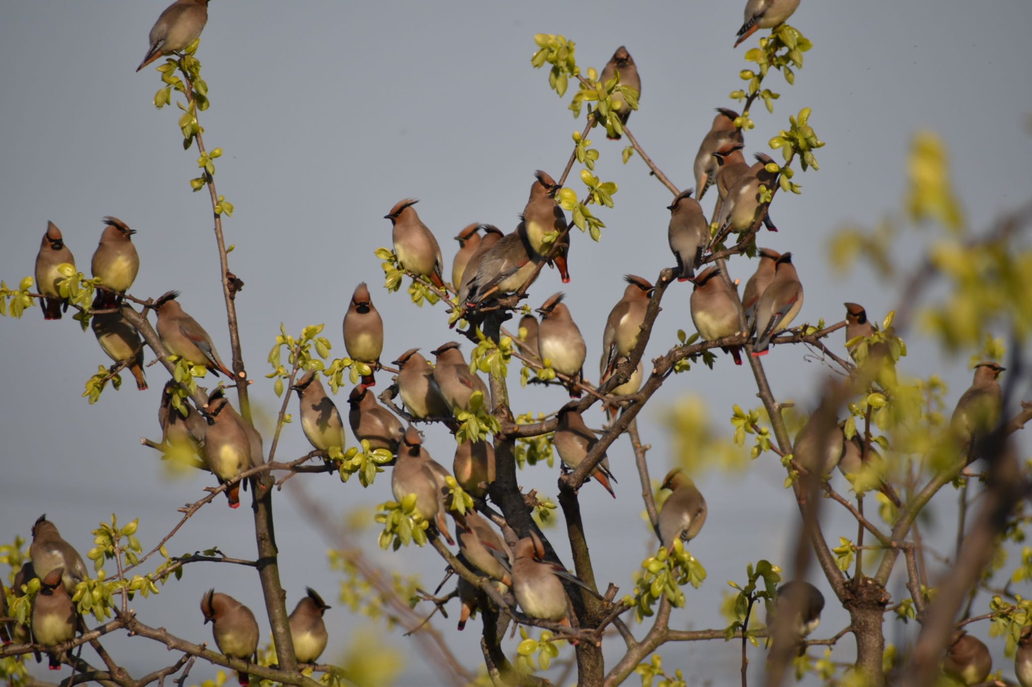 Photo of Japanese Waxwing at 知多市 by roro