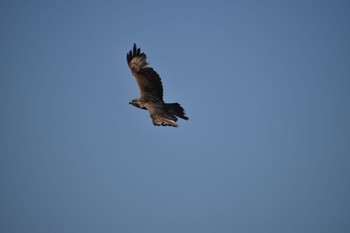 Eastern Buzzard 知多市 Sat, 4/1/2023