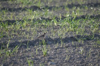 Eurasian Skylark 知多市 Sat, 4/1/2023