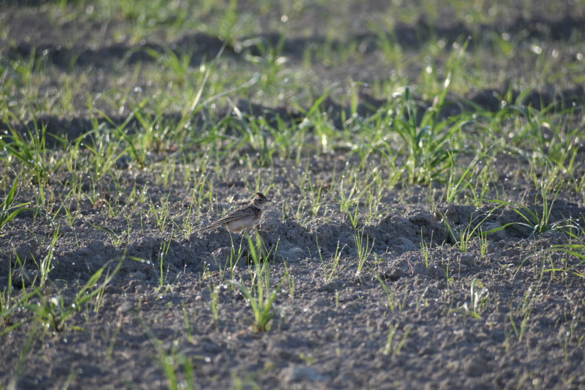 Photo of Eurasian Skylark at 知多市 by roro