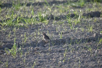 Eurasian Skylark 知多市 Sat, 4/1/2023