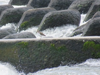 Common Sandpiper 多摩川(浅川合流付近) Sun, 4/2/2023