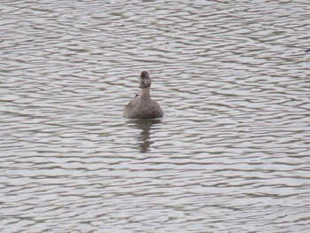 Gadwall 多摩川(浅川合流付近) Sun, 4/2/2023