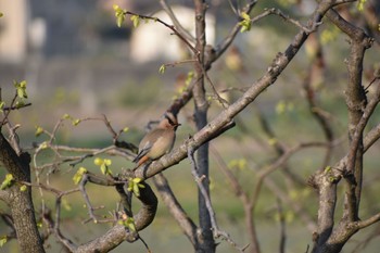 Japanese Waxwing 知多市 Sat, 4/1/2023