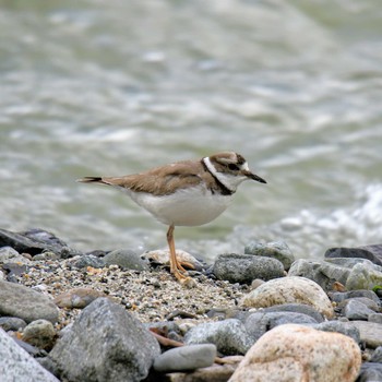 Long-billed Plover 上高地 Sat, 5/19/2018