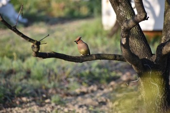 Japanese Waxwing 知多市 Sat, 4/1/2023