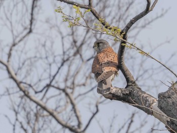 チョウゲンボウ 大阪城公園 2023年4月2日(日)