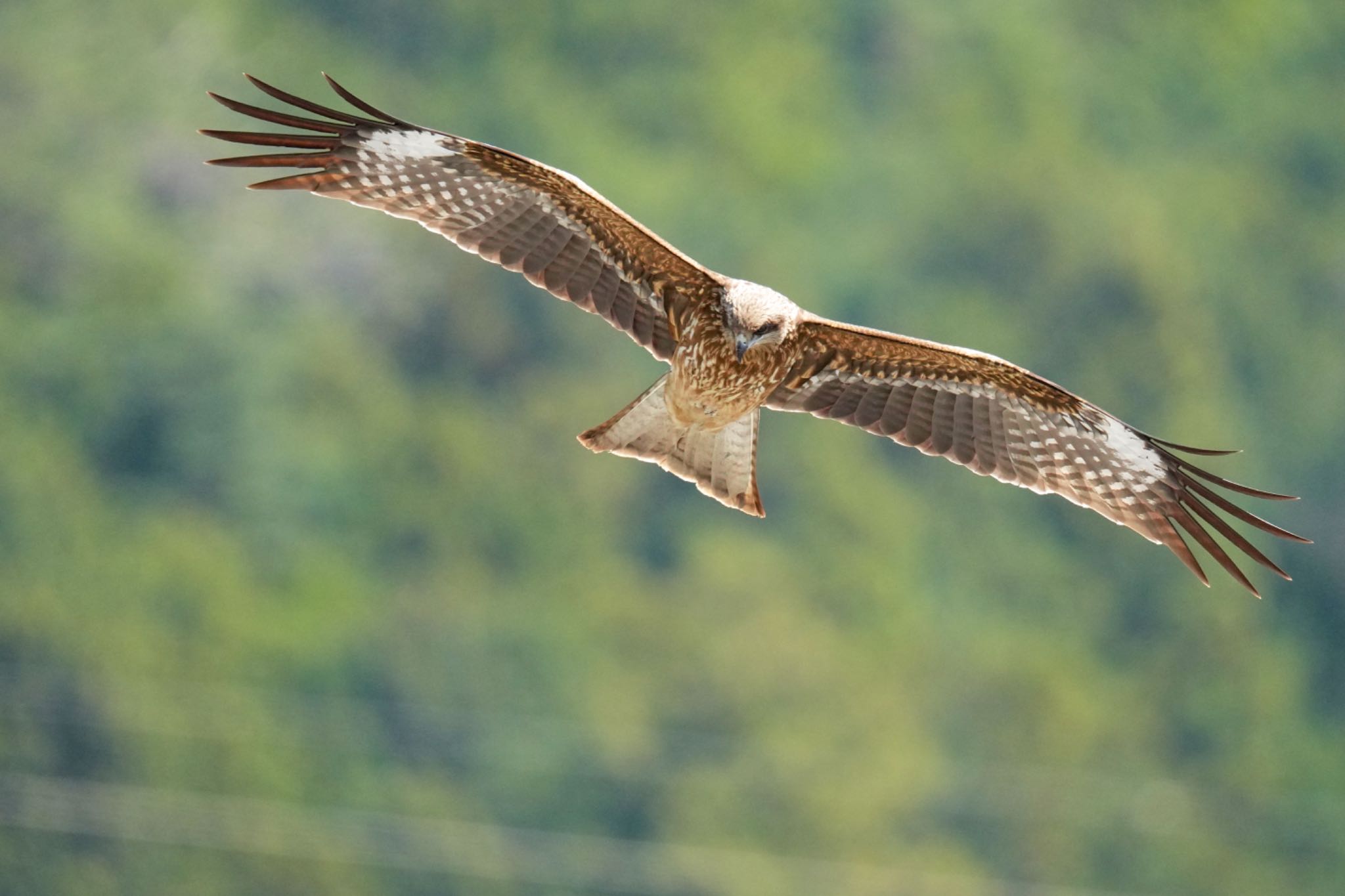 Black Kite