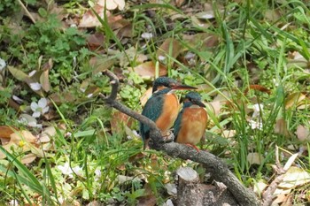 2023年4月1日(土) 大阪府の野鳥観察記録