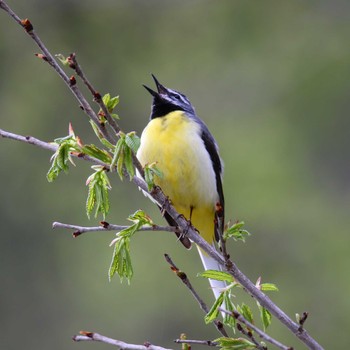 Grey Wagtail 上高地 Sun, 5/20/2018