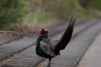 2023年4月2日(日) 浅羽ビオトープの野鳥観察記録